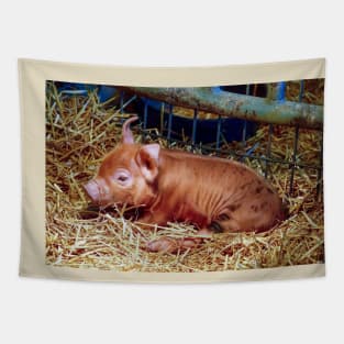 Sleepy Brown-Spotted Piglet Tapestry