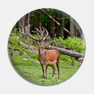 Red Deer Pin