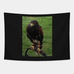 Harris Hawk on Bow Perch Tapestry