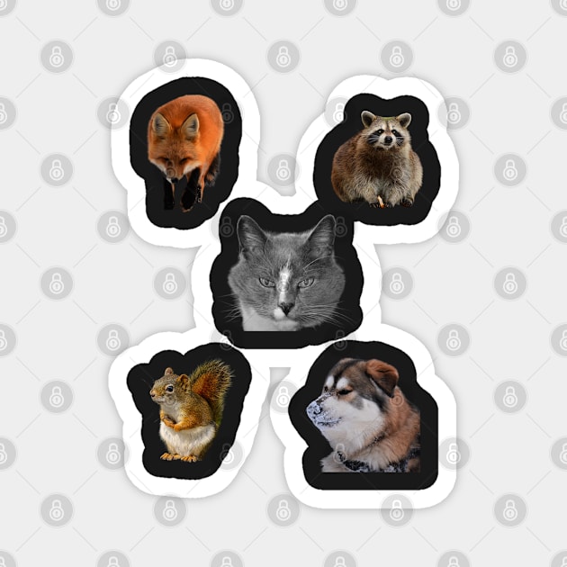 cute animals, Cat,Dog ,Squirrel, Fox and Raccoon Magnet by rconyard