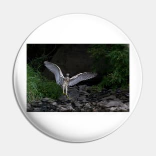 'Night Heron'...Superheron! or Superhero? Pin