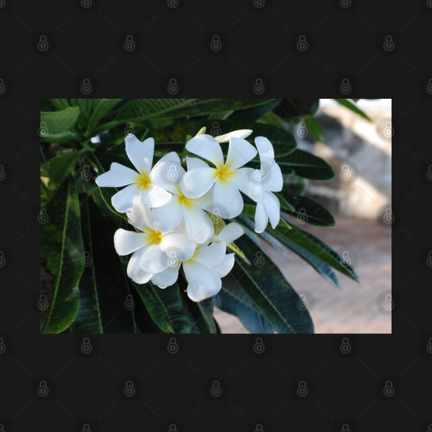 Frangipani or Yellow and White Plumeria flowers, Barbados, WI by zwrr16