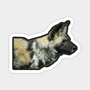 African Painted Dog Magnet