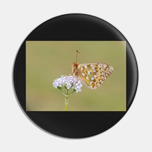 Dark Green Fritillary Butterfly on a White Valerian Flower Pin