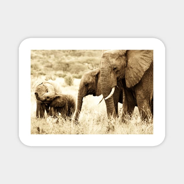 Elephant Family Magnet by bkbuckley