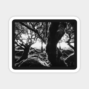 Black and White Shot of Ancient Whistman's Wood at Sunrise (Dartmoor NP, England) Magnet