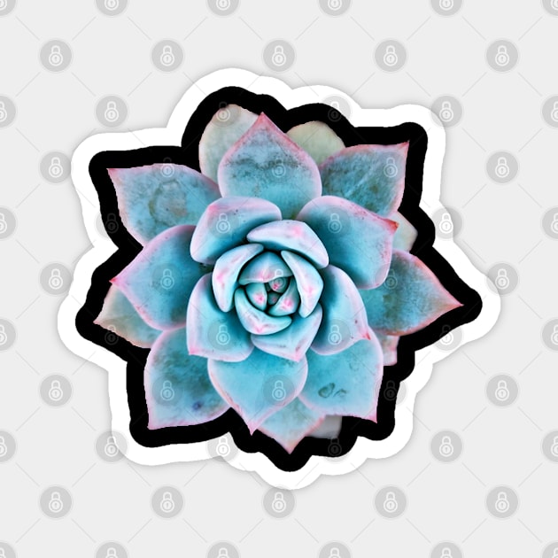 Echeveria blue bird Magnet by NerdsbyLeo