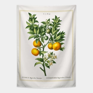 Bitter Sweet Oranges on a Branch Tapestry