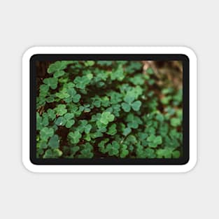 Forest Clovers Magnet