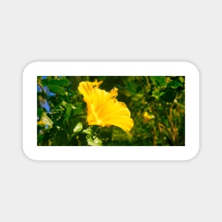 Yellow Hibiscus Magnet