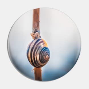 Hang Tight! Snail Shell Photograph Pin