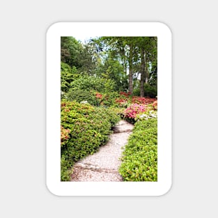 Footpath Through Springtime Forest Magnet