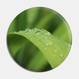 Grass leaf with focus on one rain drop Pin