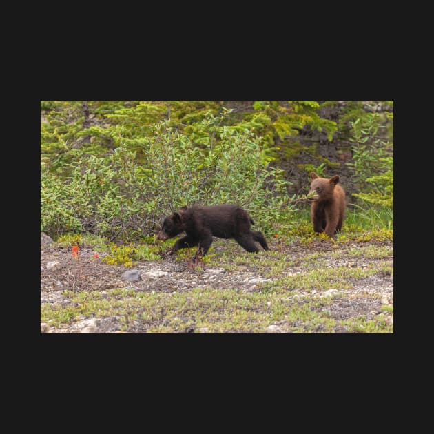 Bear Cubs by jvnimages