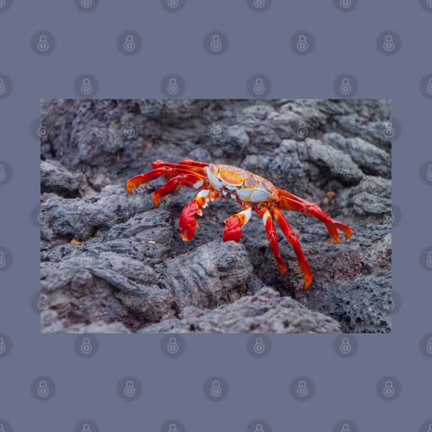 Galapagos Sally Lightfoot Crab by SafariByMarisa