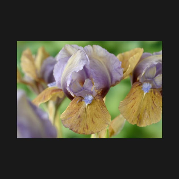 Iris  &#39;Hocus Pocus&#39;  Standard Dwarf Bearded iris by chrisburrows