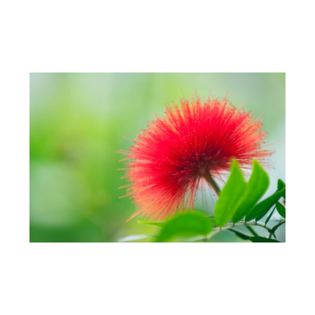 Calliandra haematocephala (C020/7122) by SciencePhoto