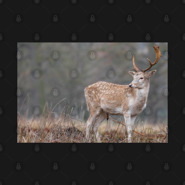 Majestic fallow deer by AYatesPhoto