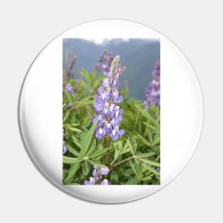 Broadleaf lupine (Lupinus latifolius) Pin