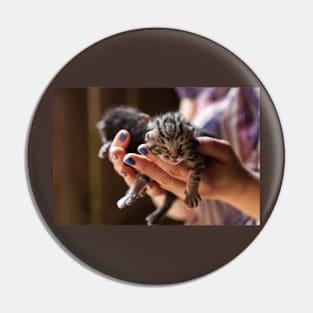 Newly born kittens on human hands Pin