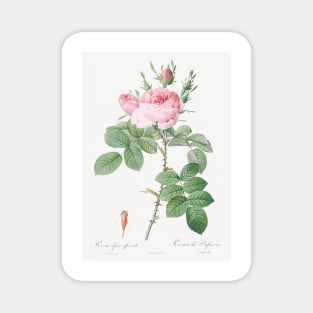 Cabbage rose by Pierre-Joseph Redouté (1759–1840). Magnet