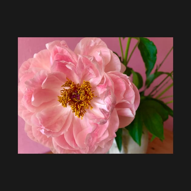 Pink Peony by ephotocard