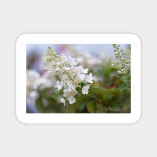 White Hydrangea Flowers with Pastel Background Magnet