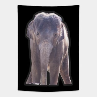 Asian Elephant Tapestry