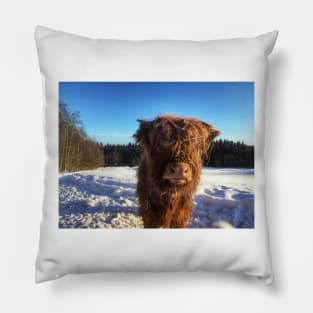 Scottish Highland Cattle Calf 1694 Pillow