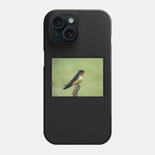 Barn swallow (Hirundo rustica) in Colorado Phone Case