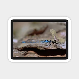 Common blue dragonfly Magnet