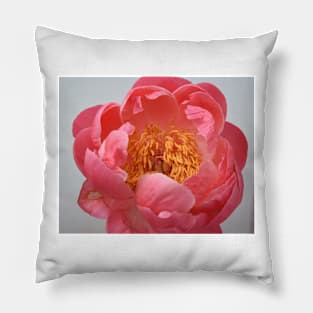 Peony flower display Pillow