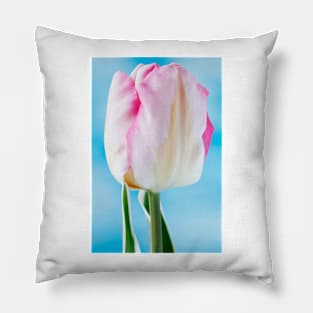 Tulipa  &#39;New Design&#39;  Triumph Group  Tulip Pillow