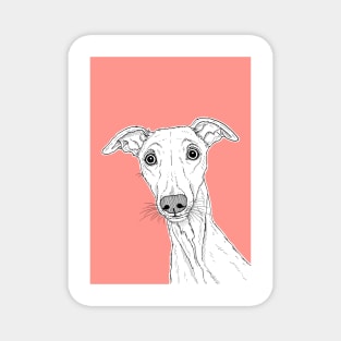 Whippet Dog Portrait ( coral background ) Magnet