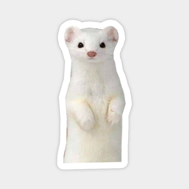 Cute White Ferret Magnet by Valentin Cristescu