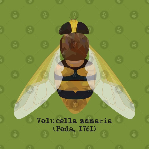 Hornet hoverfly Volucella zonaria. by uncutcreations