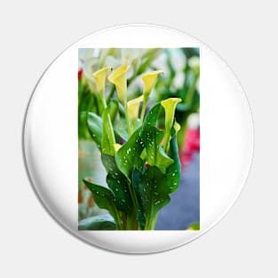 Calla flowers blooming Pin