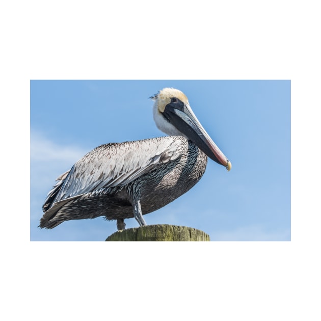 Brown pelican bird of prey by KensLensDesigns