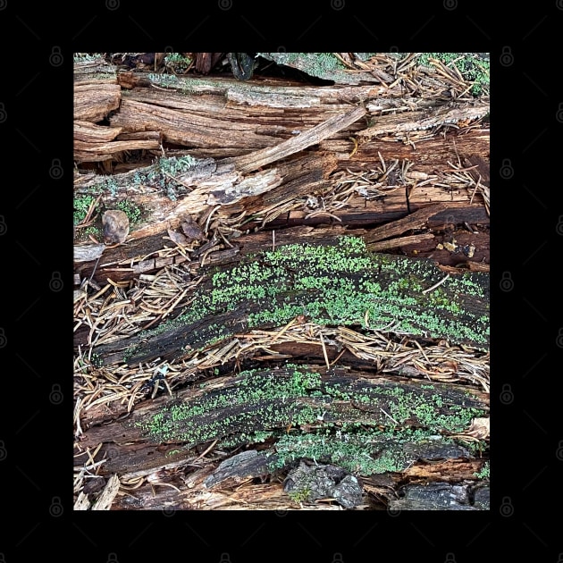 Wood Bark Moss Nature Forest by BurunduXX-Factory