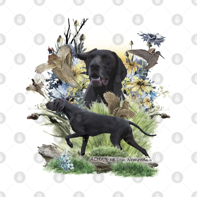 German shorthaired pointer hunting by German Wirehaired Pointer 