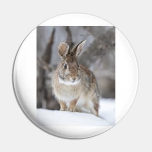 Eastern Cottontail Pin