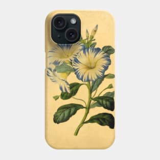 Convolvulus Tricolor Phone Case