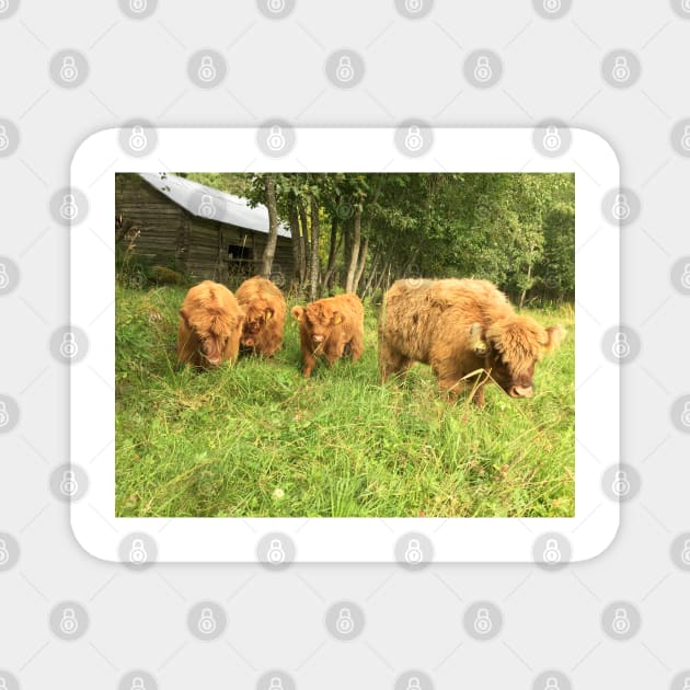 Scottish Highland Cattle Calves 1510 Magnet by SaarelaHighland