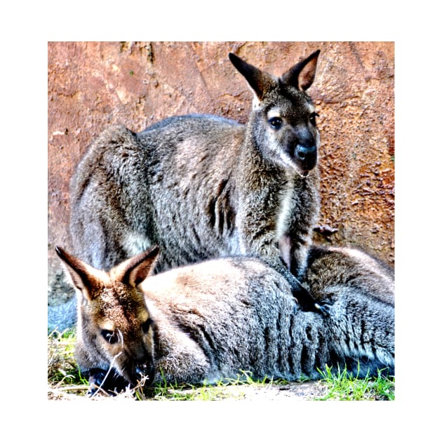 Wallaby Mates by Scubagirlamy