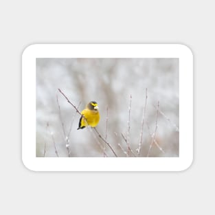 Evening Grosbeak - Algonquin Park Magnet