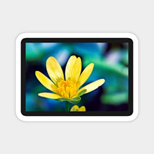 Celandine Flower Magnet