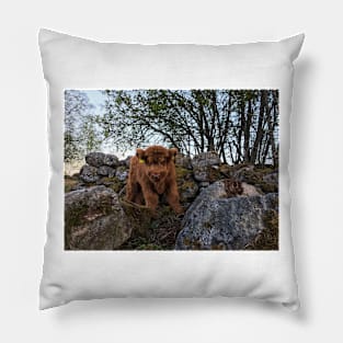 Scottish Highland Cattle Calf 1758 Pillow