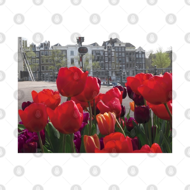 Tulip Flower on Amsterdam city landscape by marghe41