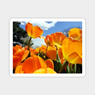 Orange Tulip Reaching for the Sky Magnet