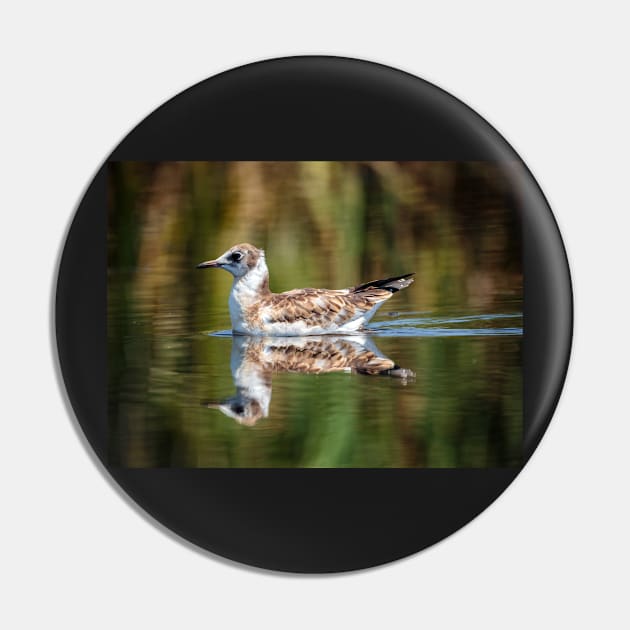 Juvenile seagull on water Pin by naturalis